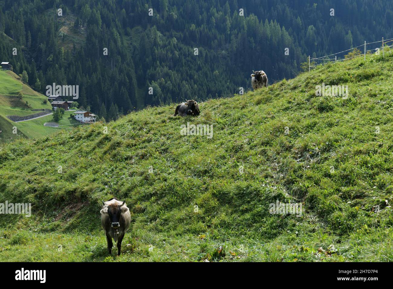 Beautiful scene of mountain landscape with a cows Stock Photo - Alamy