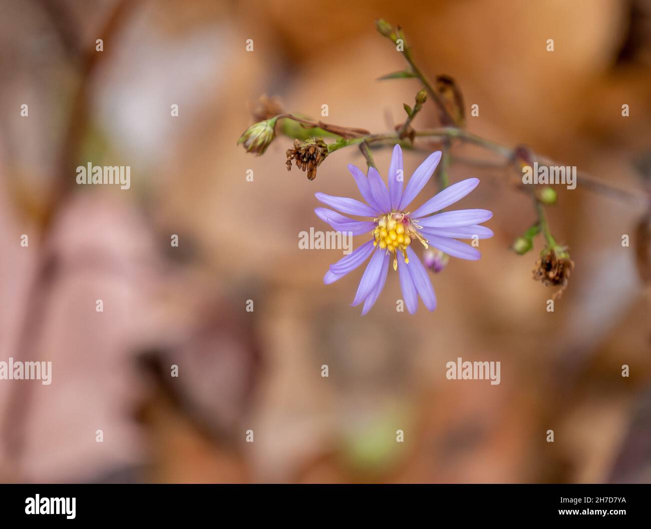 Close-up of a smooth blue aster flower that is still blooming on a cold November morning with blurred autumn leaves in the background. Stock Photo