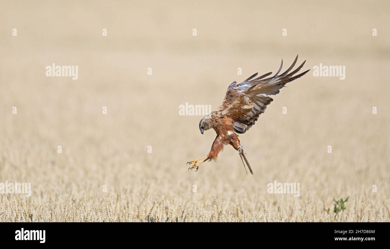 Western marsh harrier, hunting over wheat field, side wiew Stock Photo