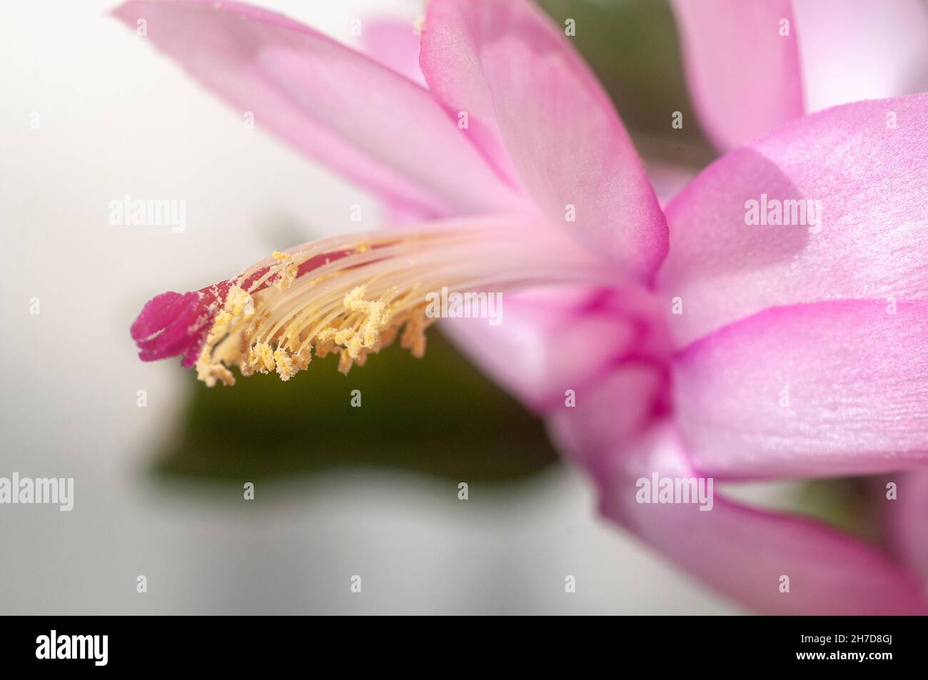 Selective focus close up of a flowering Christmas cactus flower (Schlumbergera bridgesii). This cactus is found in the Organ Mountain forests, north o Stock Photo