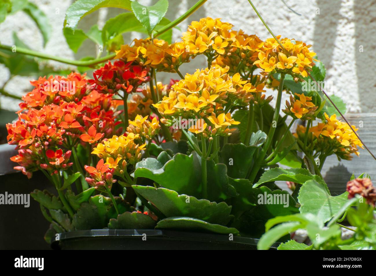 Potted Kalanchoe flowers (Kalanchoe blossfeldiana). Photographed in