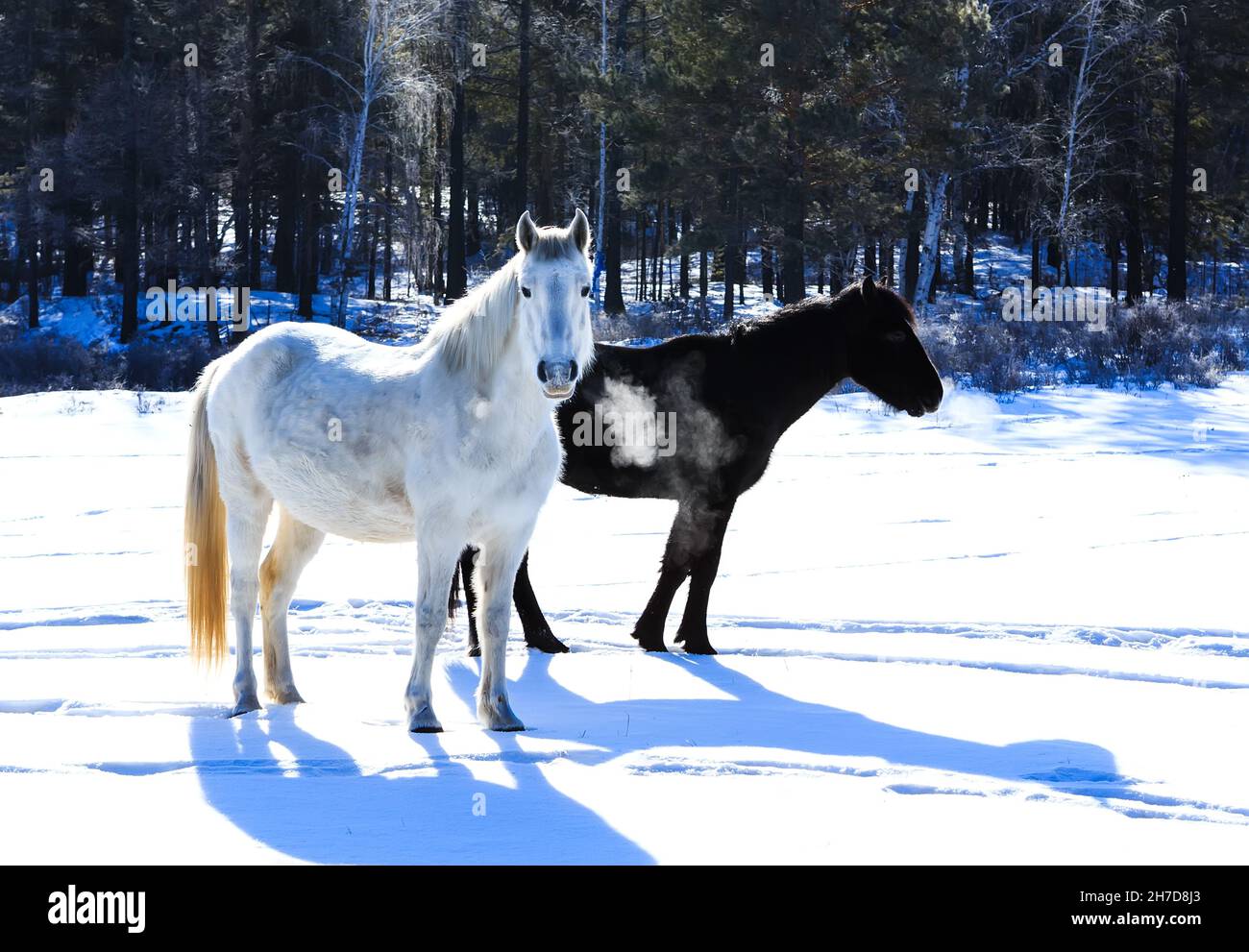 Two wild horses, white and black, standing on snow field in cold sunny winter day. Stock Photo