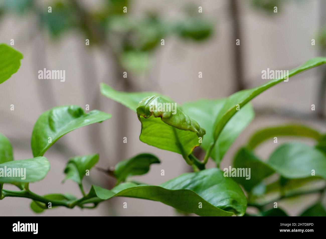 Lemon tree leaves distorted by calcium deficiency Stock Photo