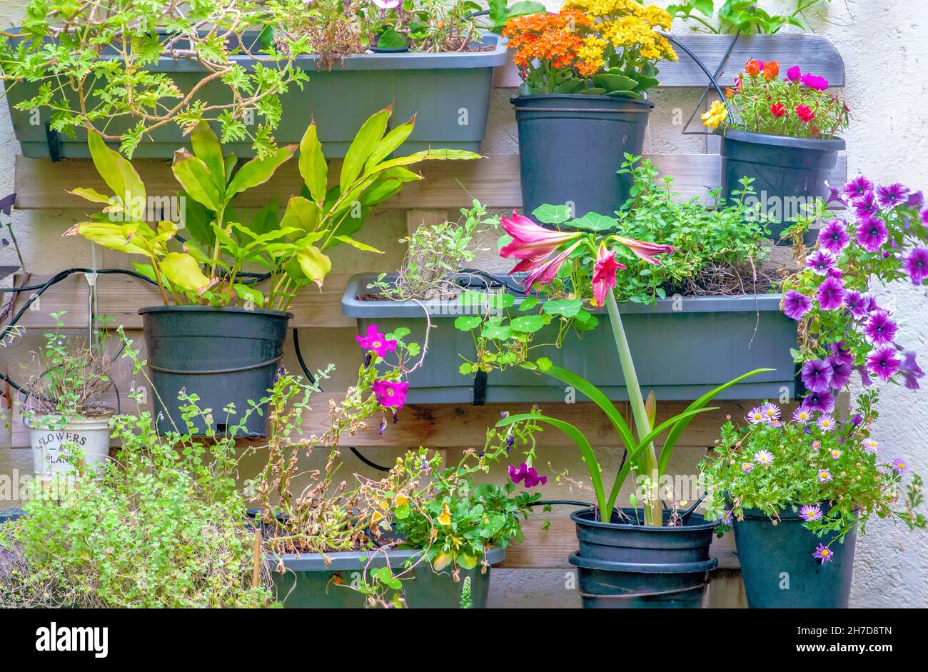Colourful vertical wall garden. potted plants in a vertical array on a wall Stock Photo