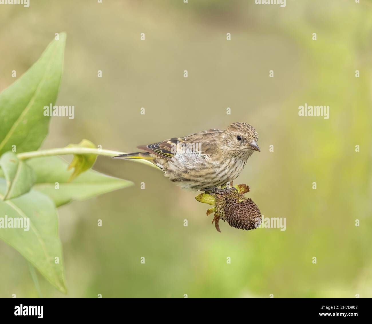 A pine siskin feeds on a western coneflower in the Bridger-Teton National Forest, Wyoming Stock Photo