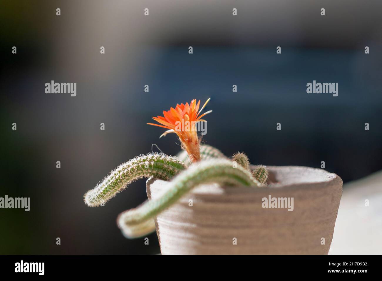 Blooming Peanut Cactus (Echinopsis chamaecereus) with red and orange flower Stock Photo