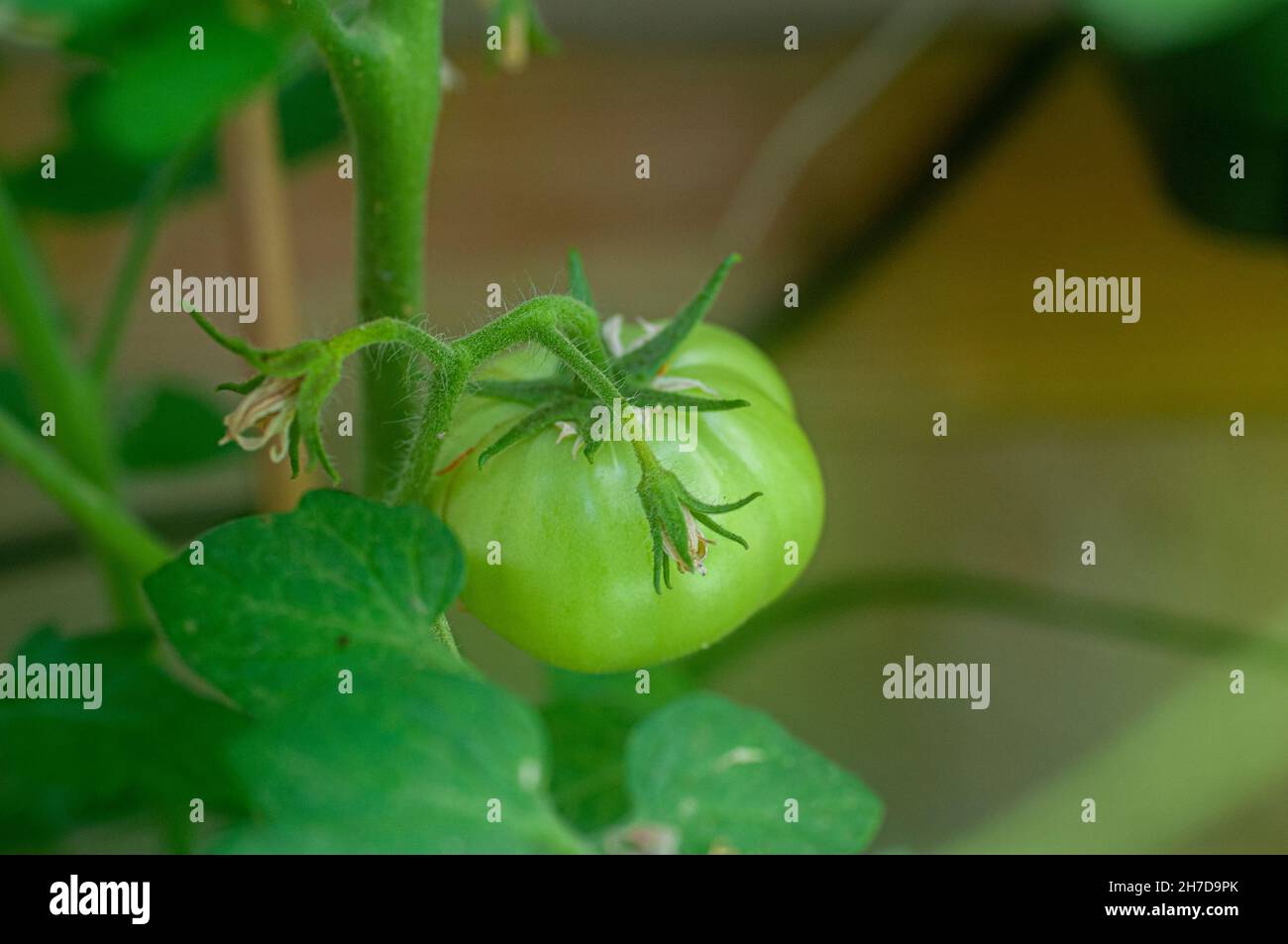 Green tomatoes developing on a tomato bush in an urban organic garden Stock Photo