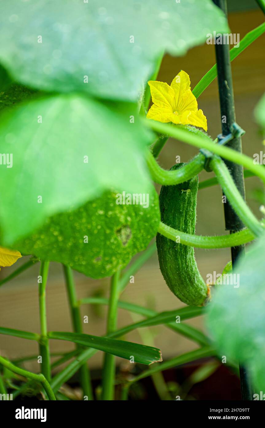 Yellow Cucumber blossom in an urban vegetable garden Stock Photo