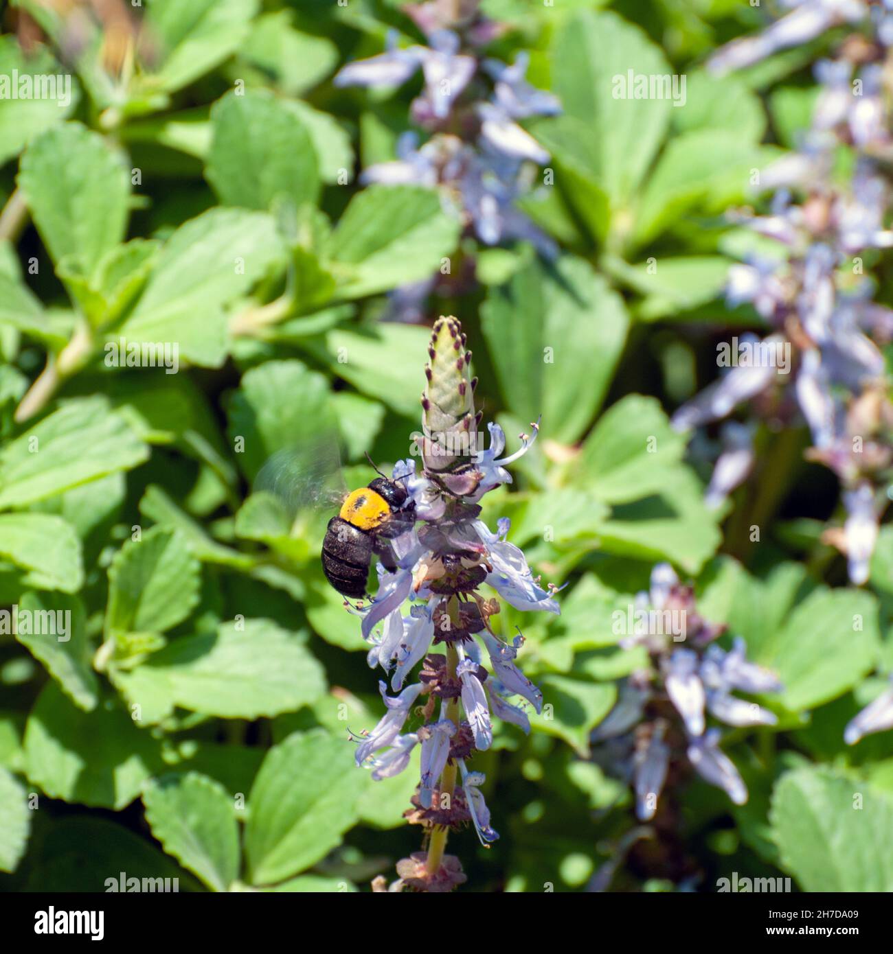 Black and yellow Bumble bee visits a Blue Lobster flower Plectranthus neochilus (lobster bush, fly bush, or mosquito bush) is a perennial ground cover Stock Photo