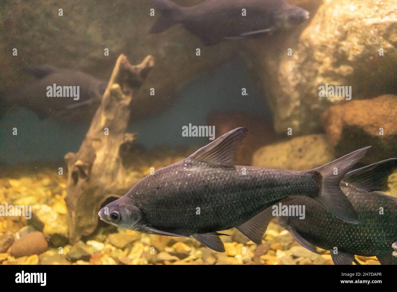 Aquarium fish on the background of artificial rocks and vegetation ...