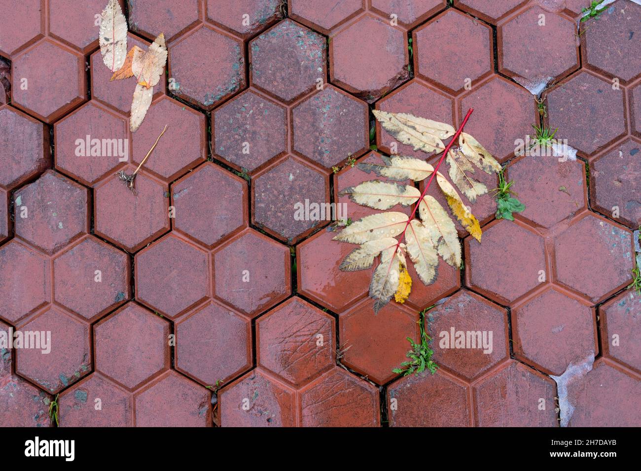Background with leaves of mountain ash on a wet red pavement. Stock Photo