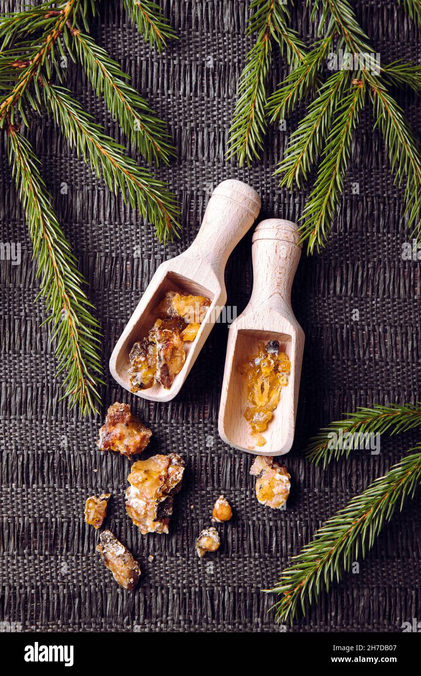 Spruce tree Picea abies resin pieces on wood spoons, decorated with fresh spruce branches. Using spruce resin in medicine and beauty industry concept. Stock Photo