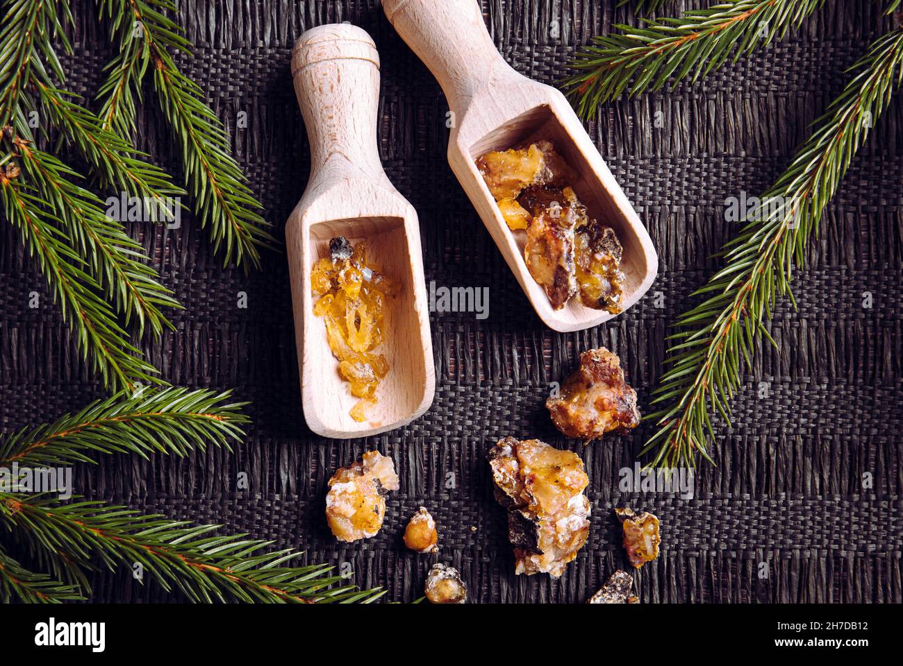 Spruce tree Picea abies resin pieces on wood spoons, decorated with fresh spruce branches. Using spruce resin in medicine and beauty industry concept. Stock Photo