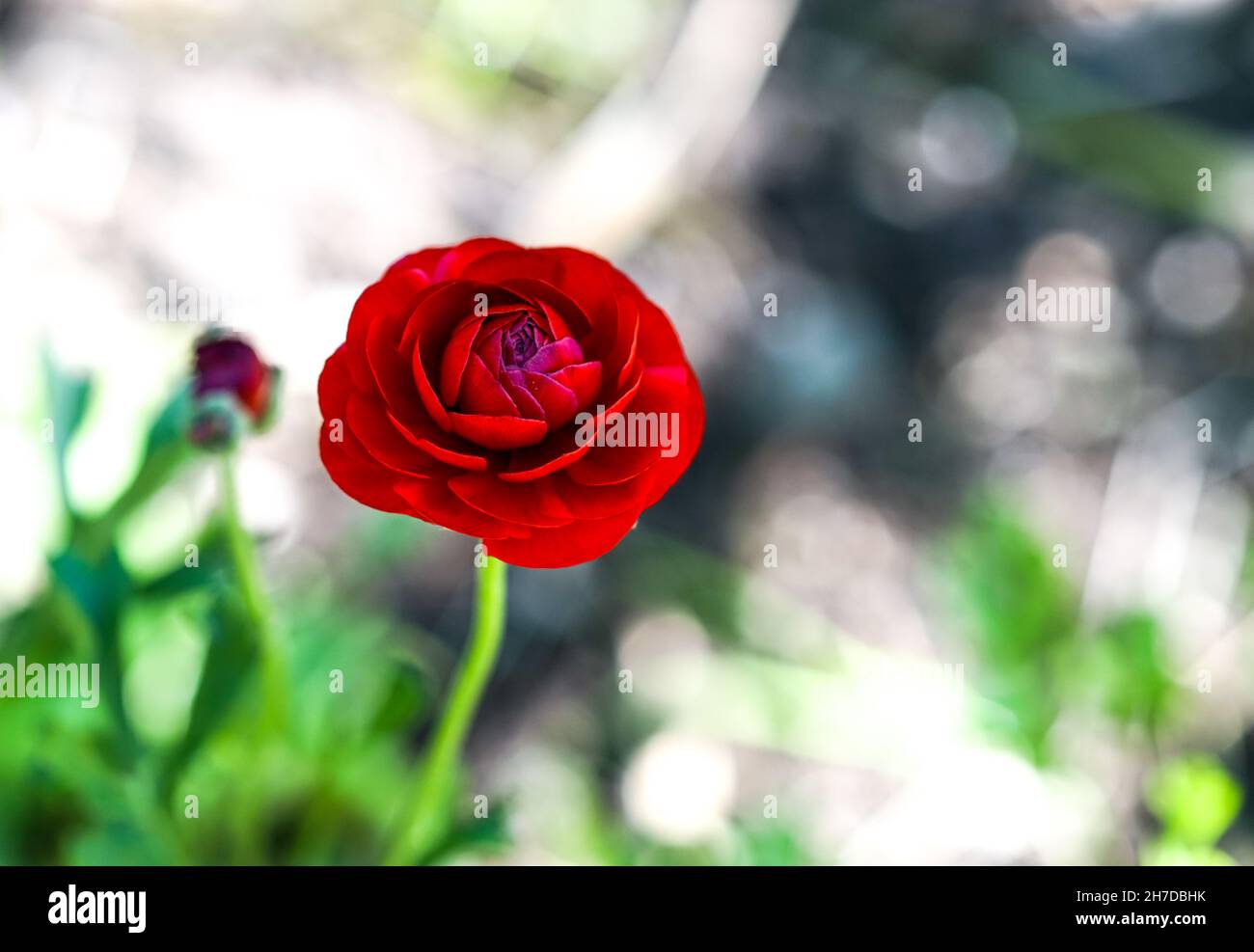 Red poppy on gray background hi-res stock photography and images - Alamy