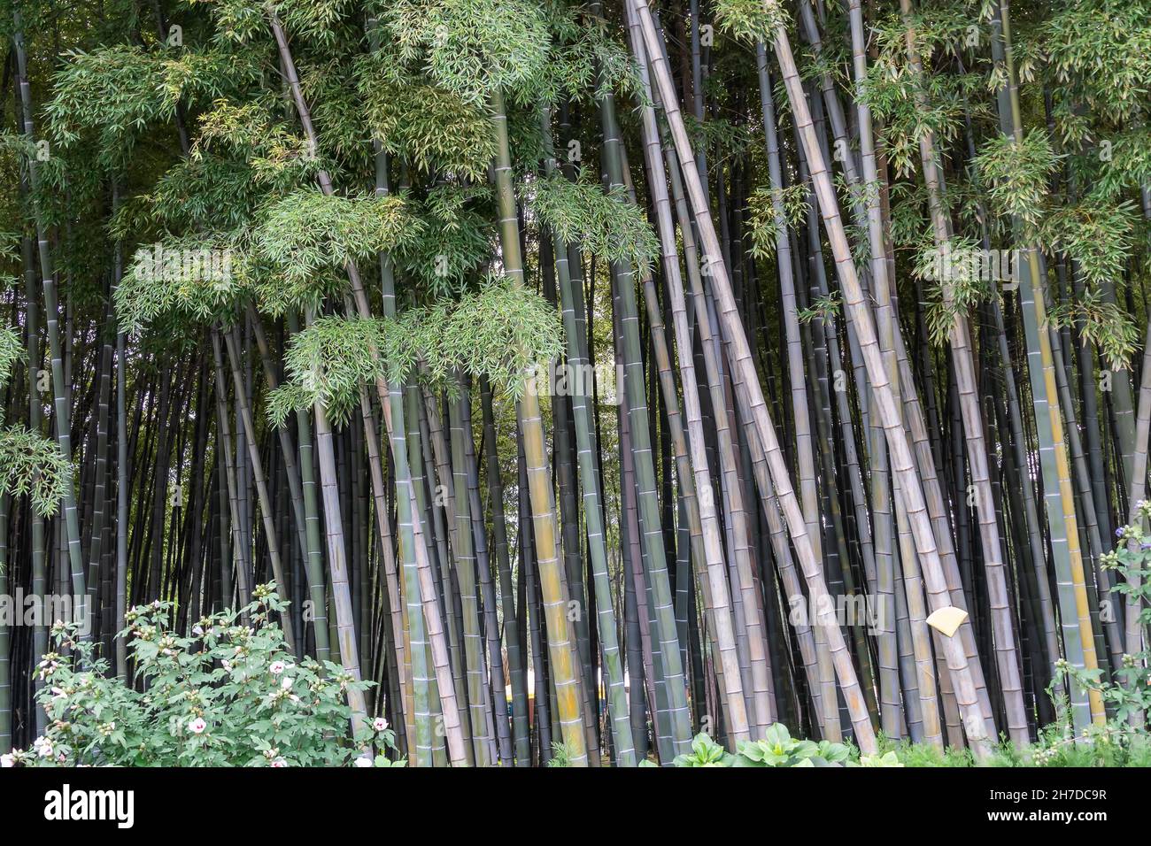 Bamboo trees close-up. Natural background Stock Photo - Alamy