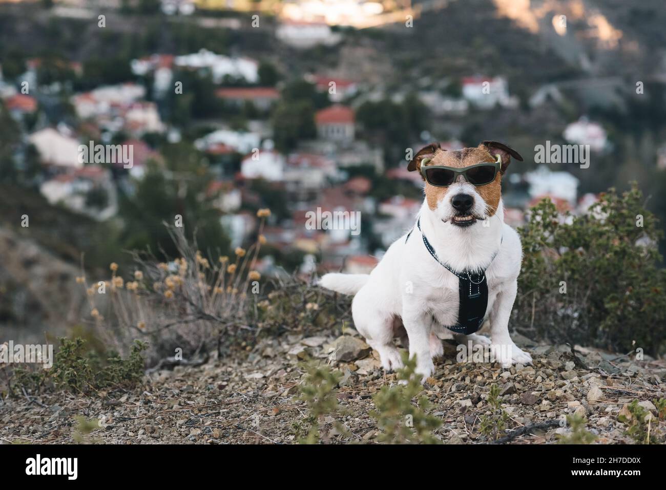 Dog with mean face wearing sunglasses looking like bandit. Dog snarling and barking guard its territory. Stock Photo