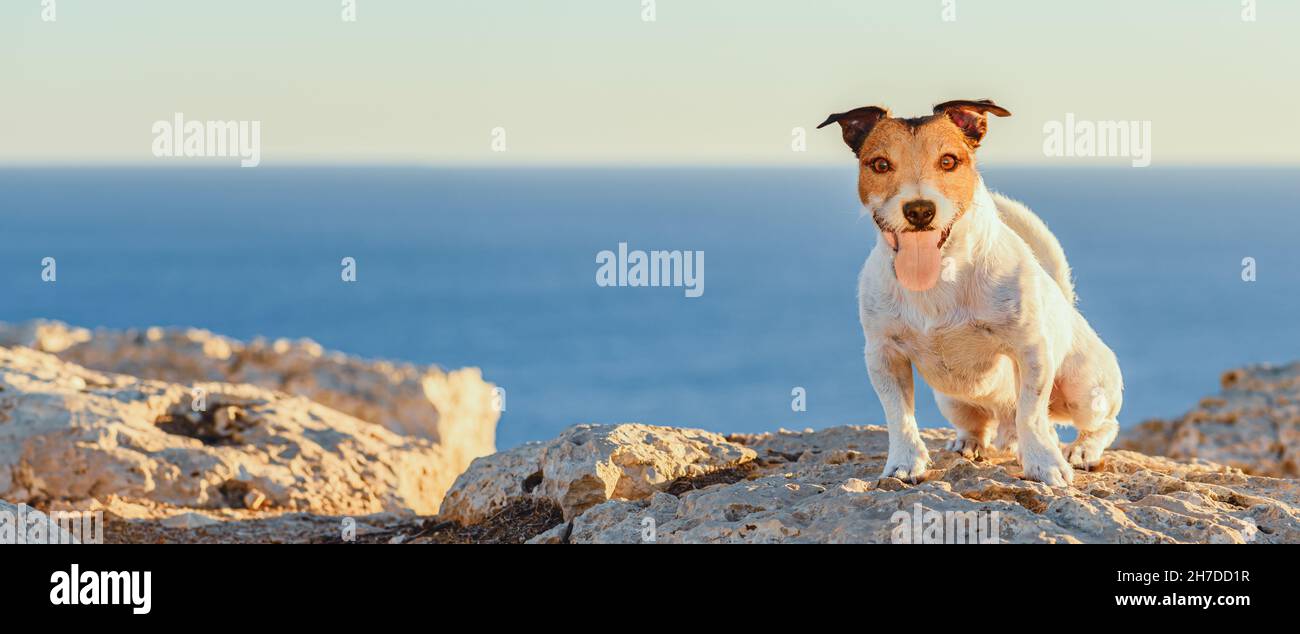 Dog sitting on cliff of seashore. Seascape panorama with happy pet