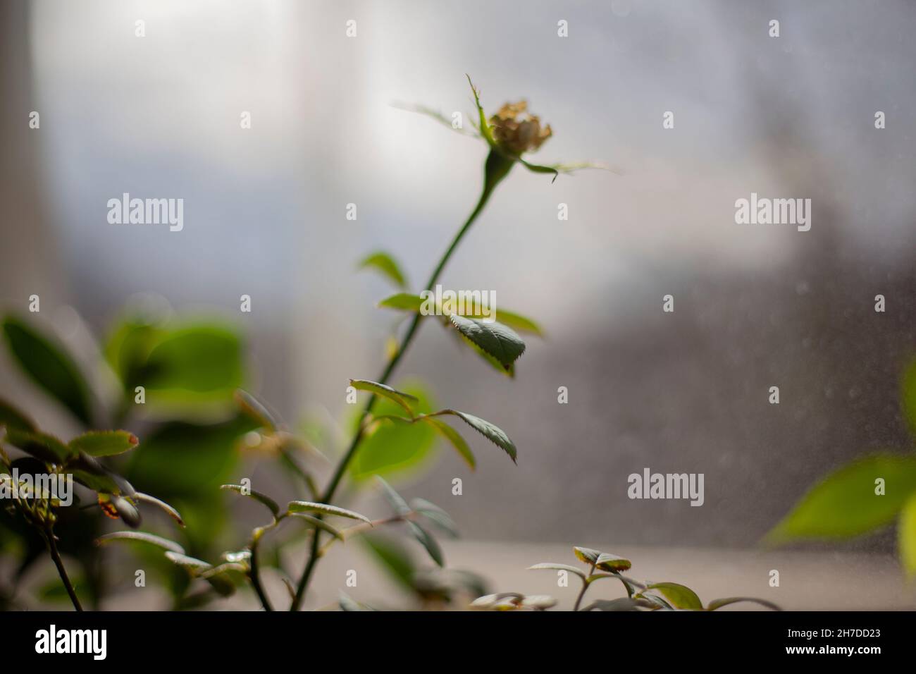House plant by the window. Lemon grows at home. Growing a houseplant Stock Photo Alamy