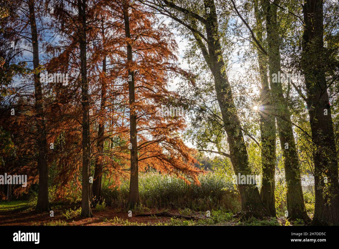 Colorful autumn trees in the forest Stock Photo - Alamy