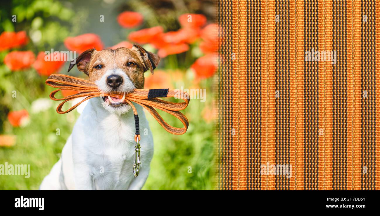 Young dog holding in mouth leash on bright summer day ready for a walk