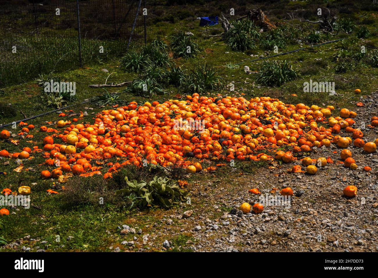 Discarded fruit in an Orchard, Crete, Greece Stock Photo