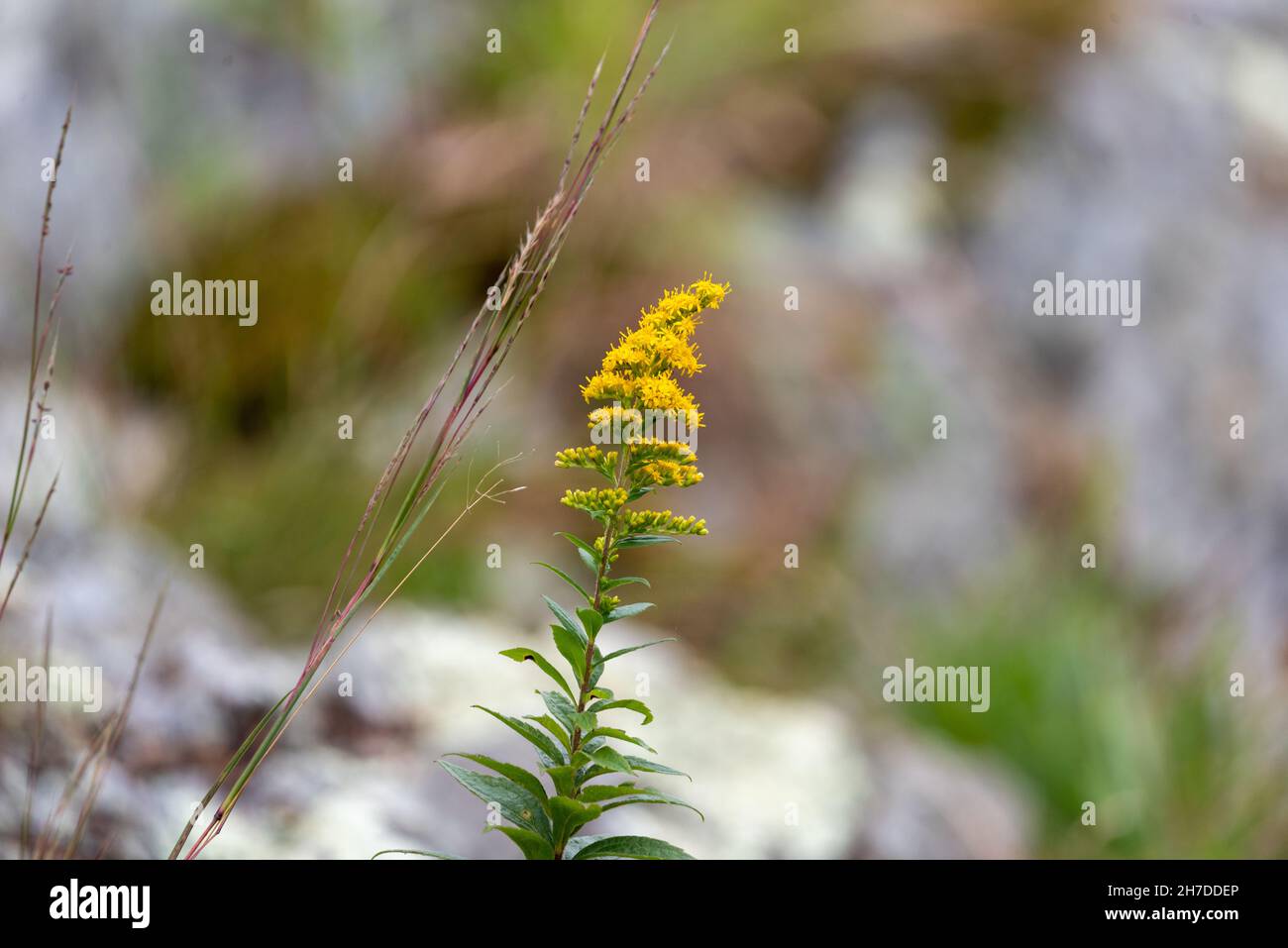 Shallow focus of wrinkleleaf goldenrod at the Norman Bird Sanctuary