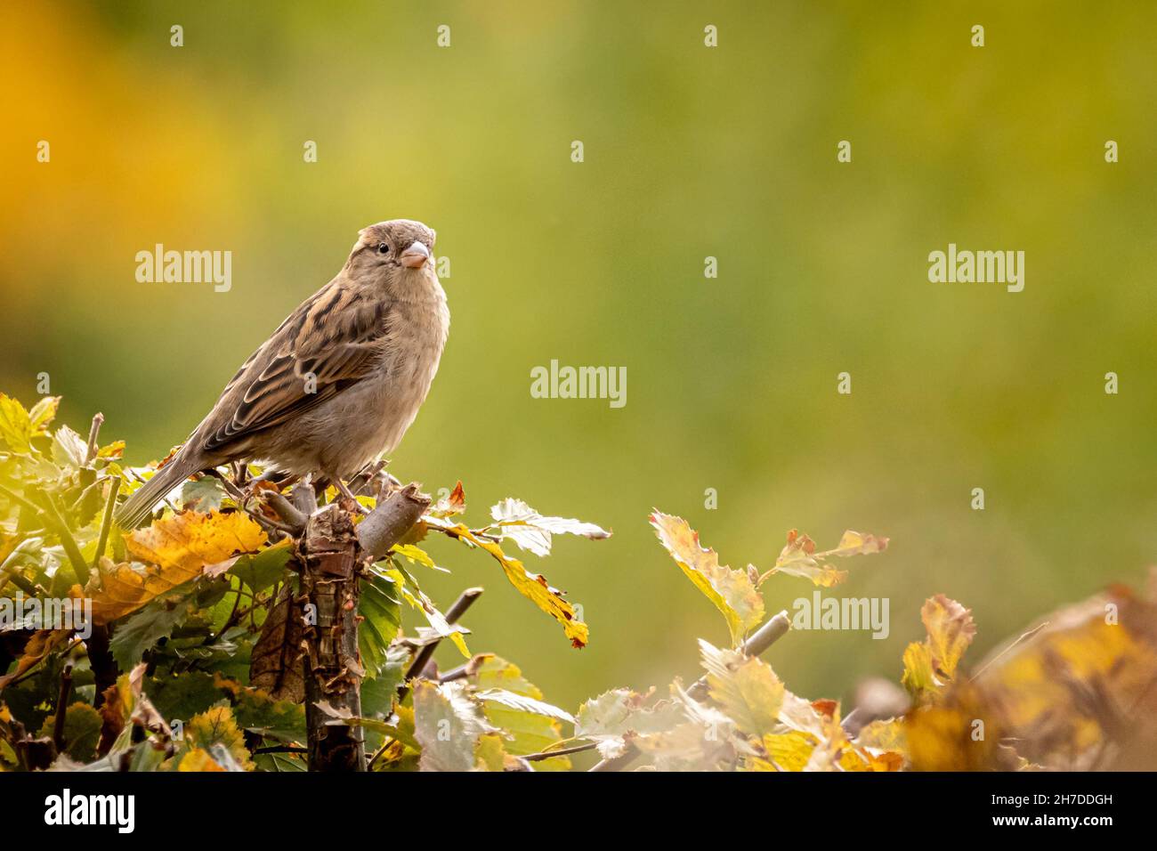 Sparrow art hi-res stock photography and images - Alamy