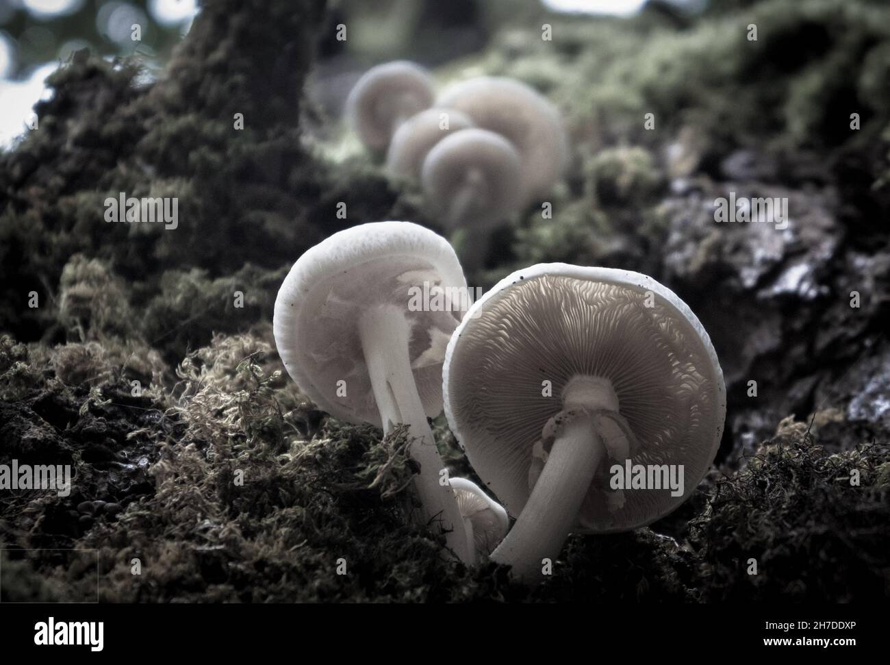 Natural background with mushrooms growing on moss Stock Photo - Alamy