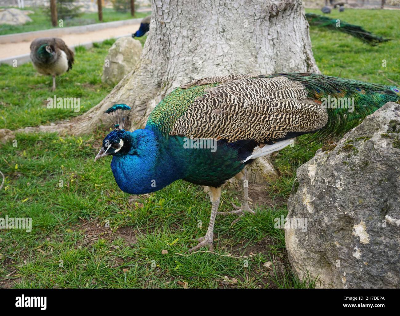 Park with peacocks on the background of green grass Stock Photo - Alamy