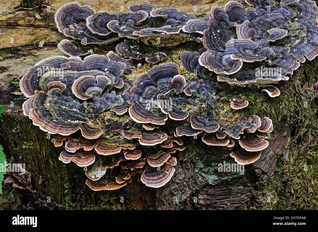 Trametes versicolor (Turkey Tail) formerly known as the Many-Zoned Polypore. Stock Photo