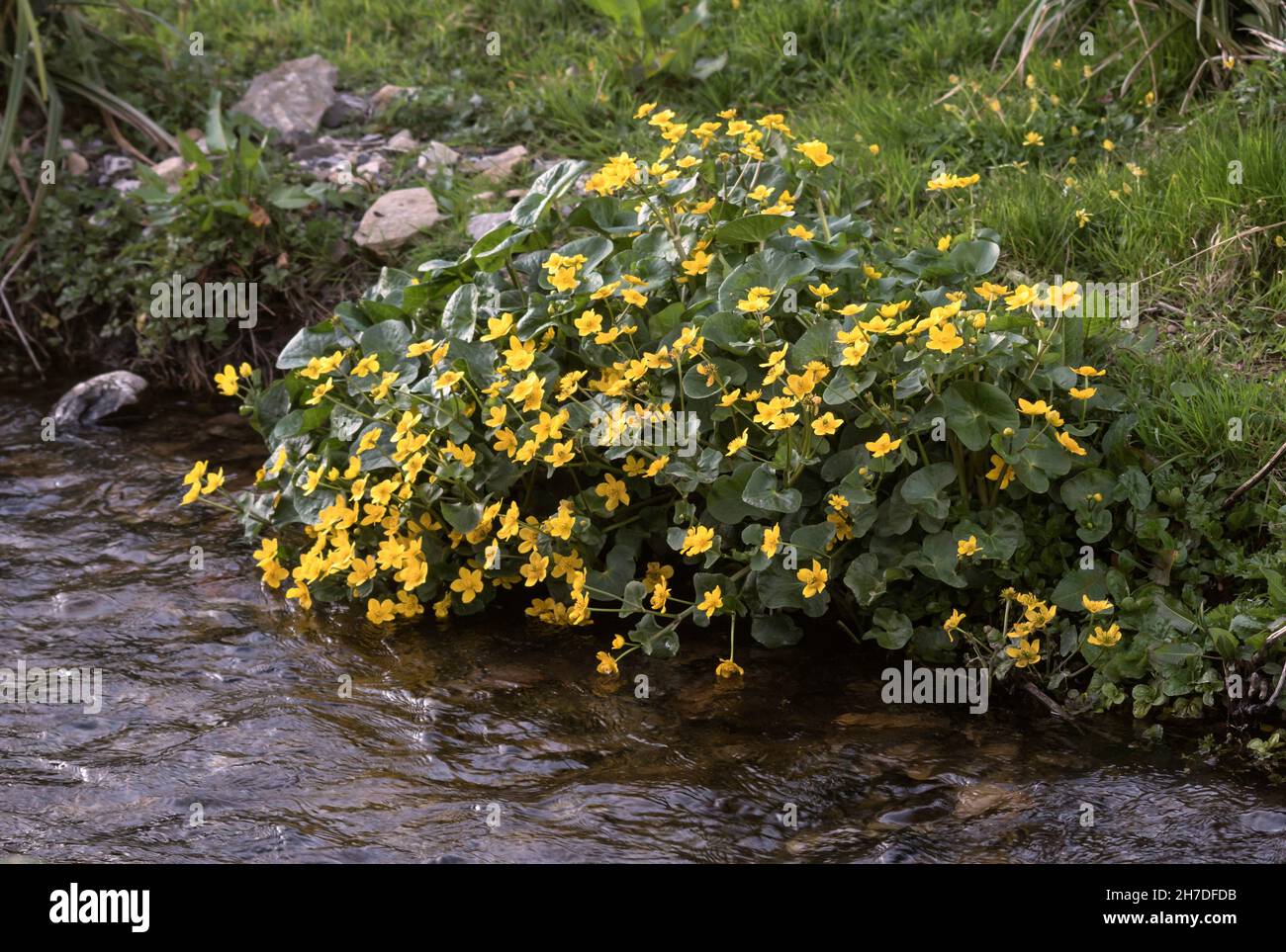 Caltha palustris, known as marsh-marigold and kingcup Stock Photo