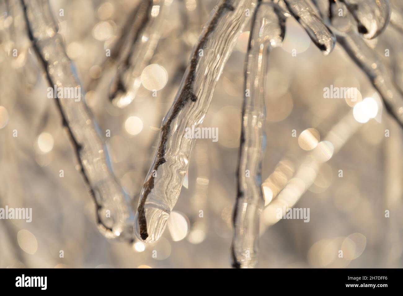 Natural background with ice crystals on plants after an icy rain. Stock Photo