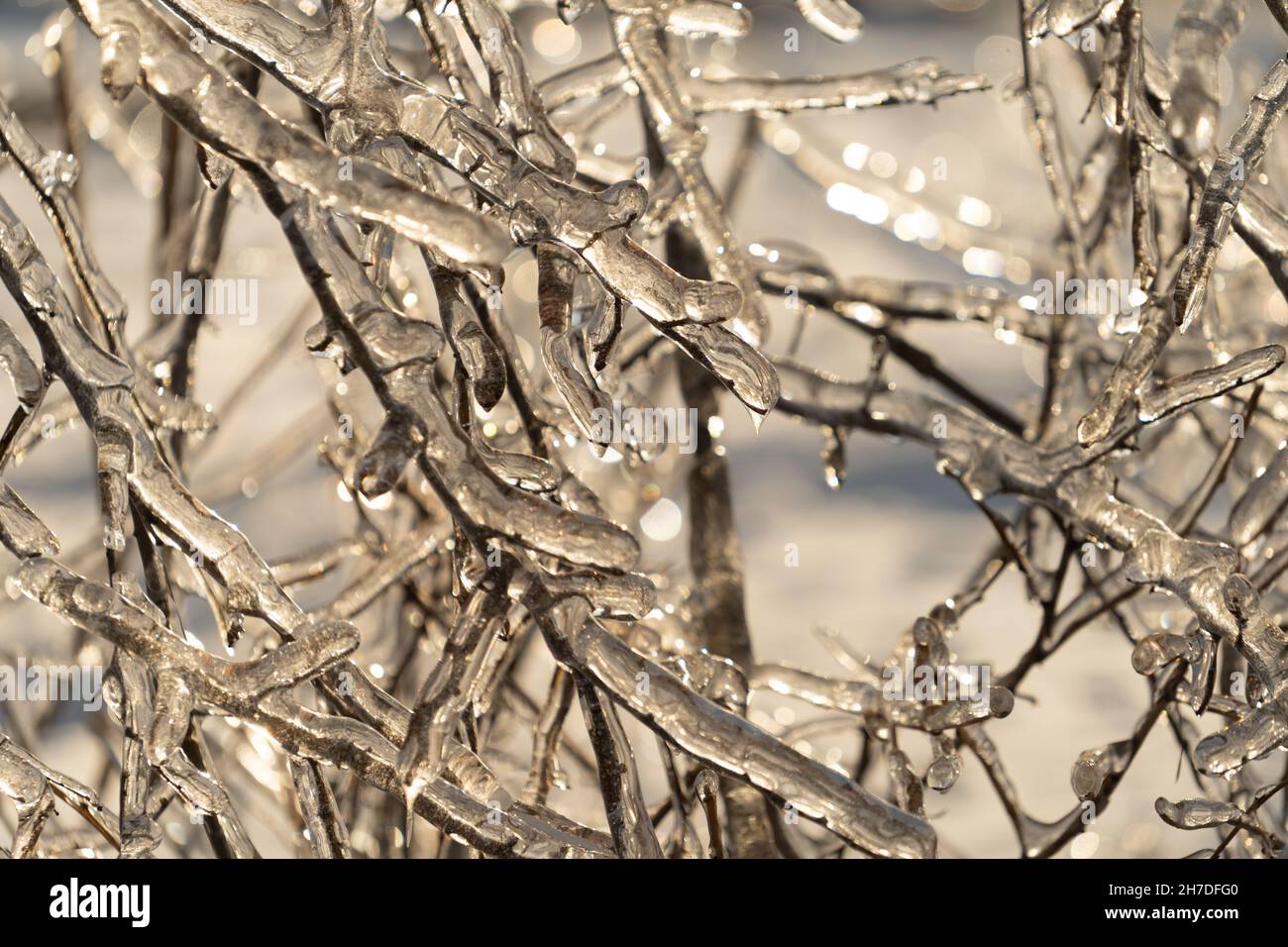Natural background with ice crystals on plants after an icy rain. Stock Photo