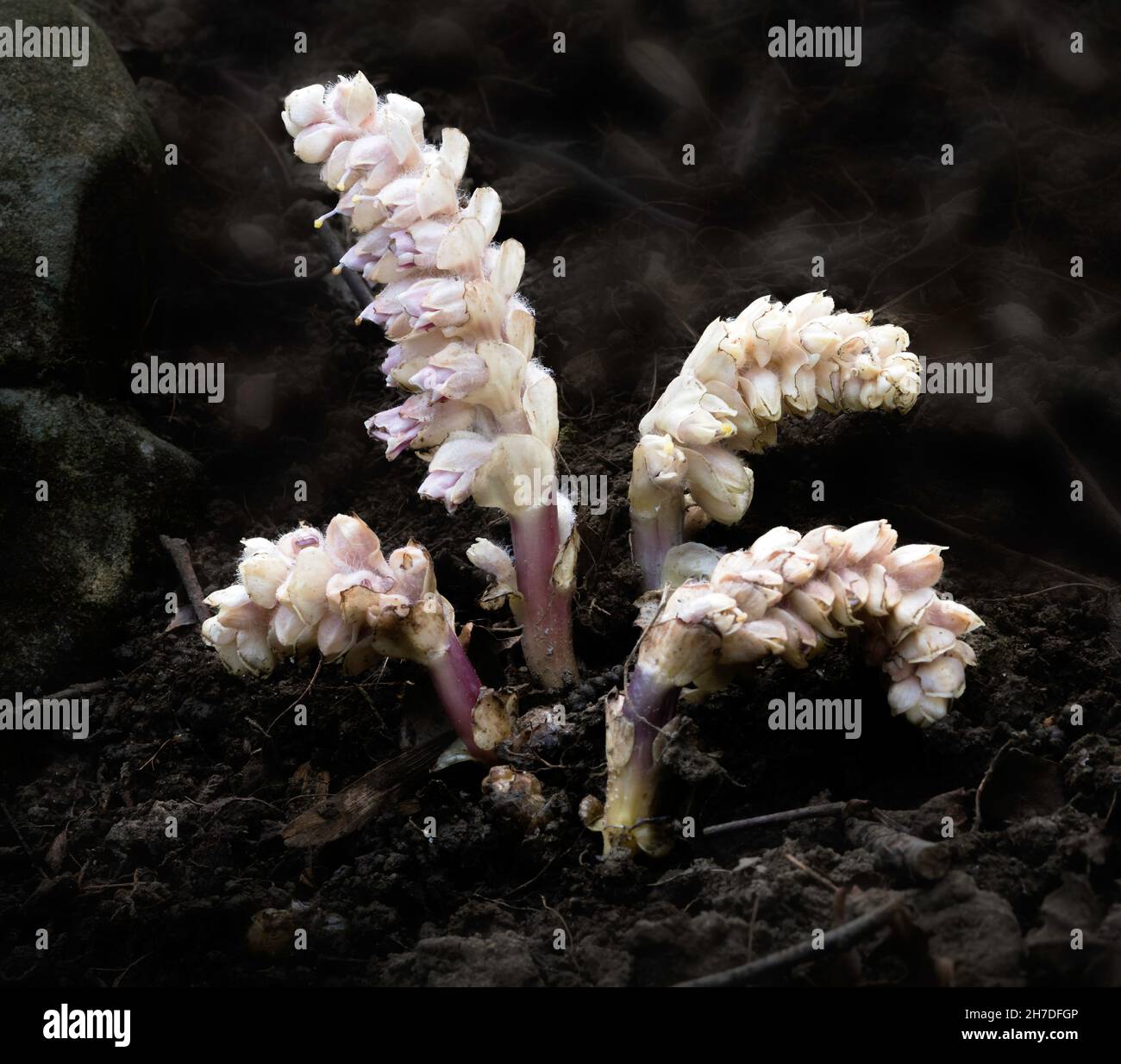 Toothwort - Lathraea squamaria Plant that is parasitic on tree roots, often Hazel Stock Photo