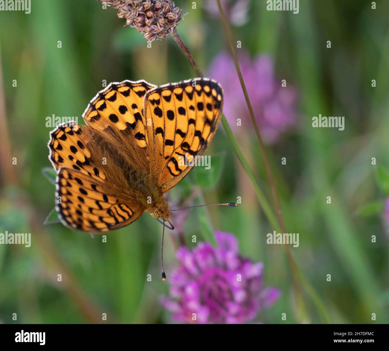 The dark green fritillary (Argynnis aglaja) is a species of butterfly in the family Nymphalidae Stock Photo