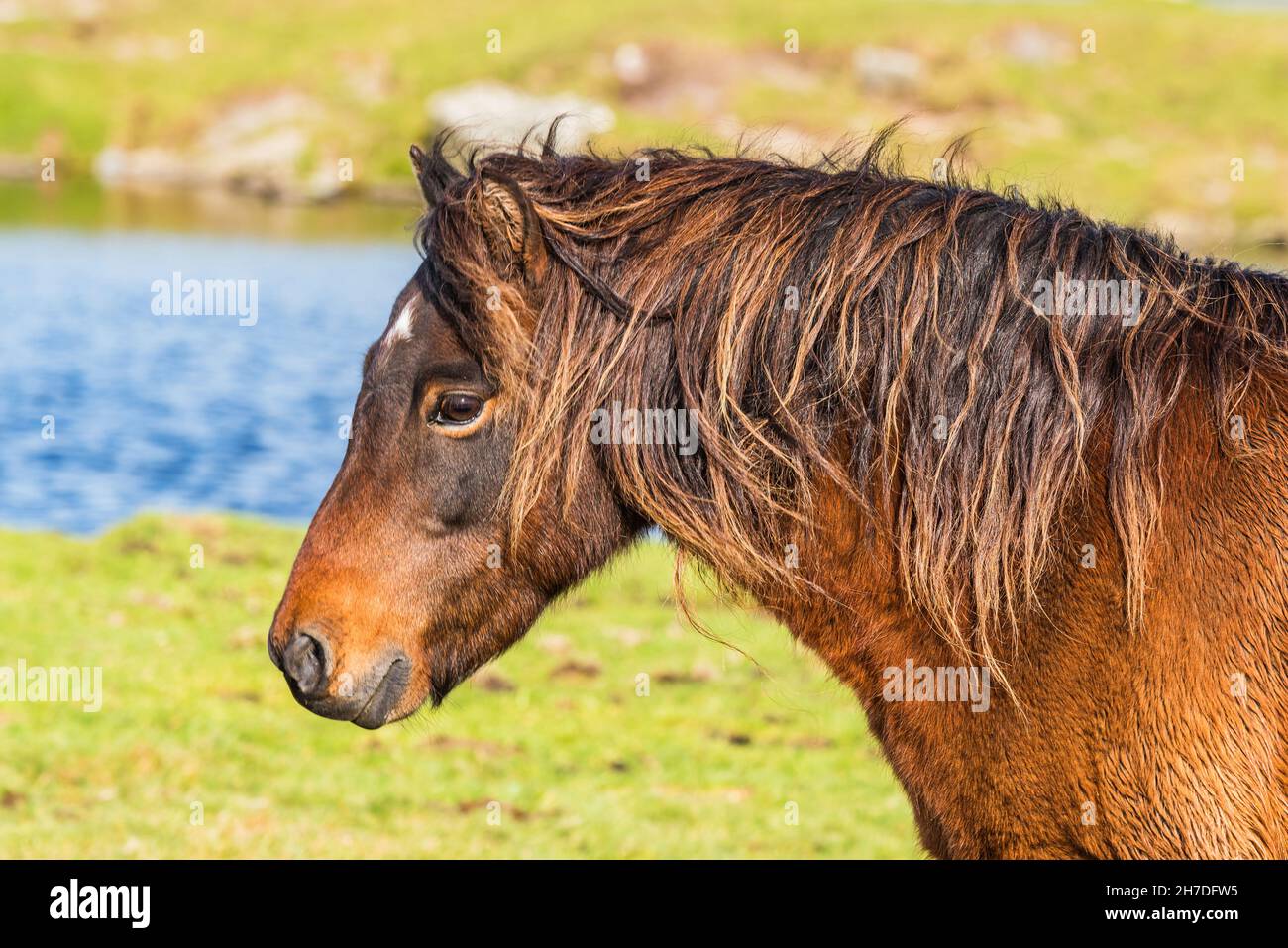 Wild horses over Sharpitor in autumn colours, Dartmoor National Park