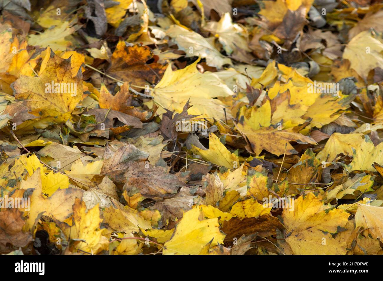 Each autumn deciduous trees shed their leaves in the season often