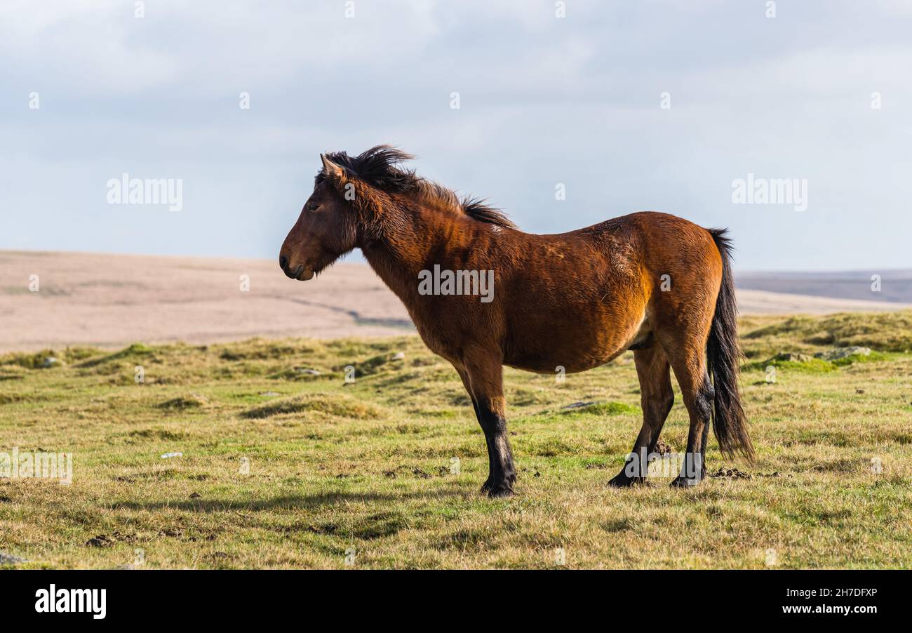 Wild horses over Sharpitor in autumn colours, Dartmoor National Park