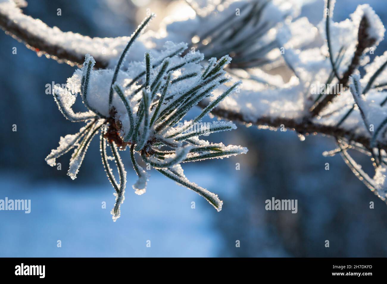 Pine tree branch with snow Stock Photo - Alamy