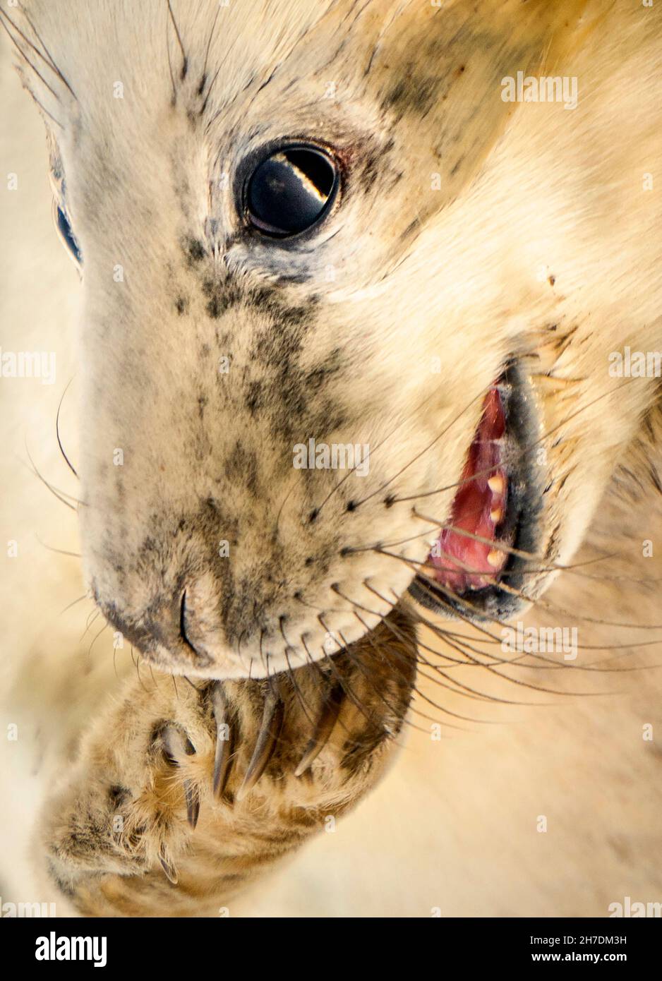 A baby seal pup, as grey seals return to Donna Nook National Nature