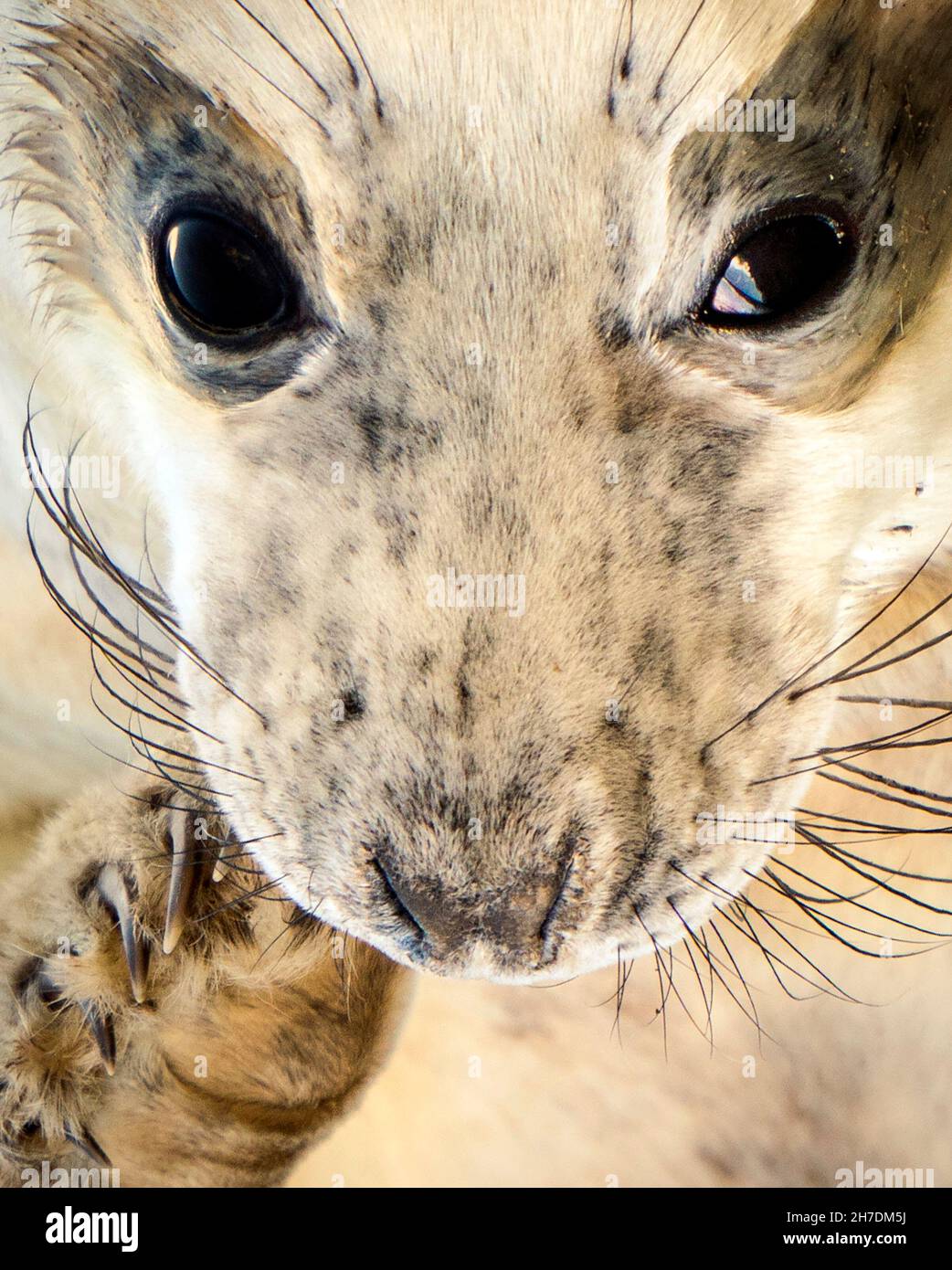 A baby seal pup, as grey seals return to Donna Nook National Nature
