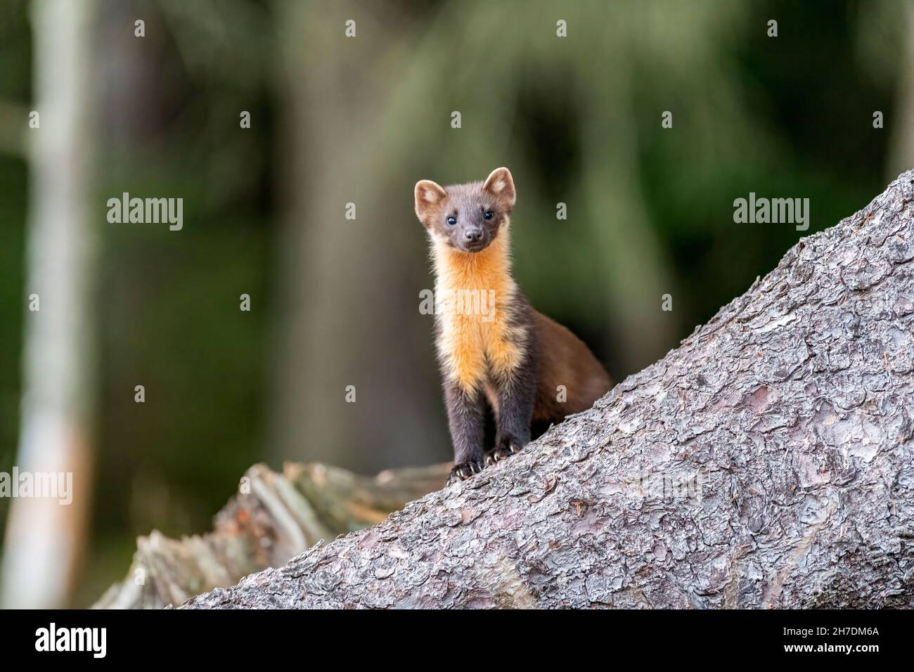 Pine marten (Martes martes) kit in Scottish woodland during daylight in August Stock Photo