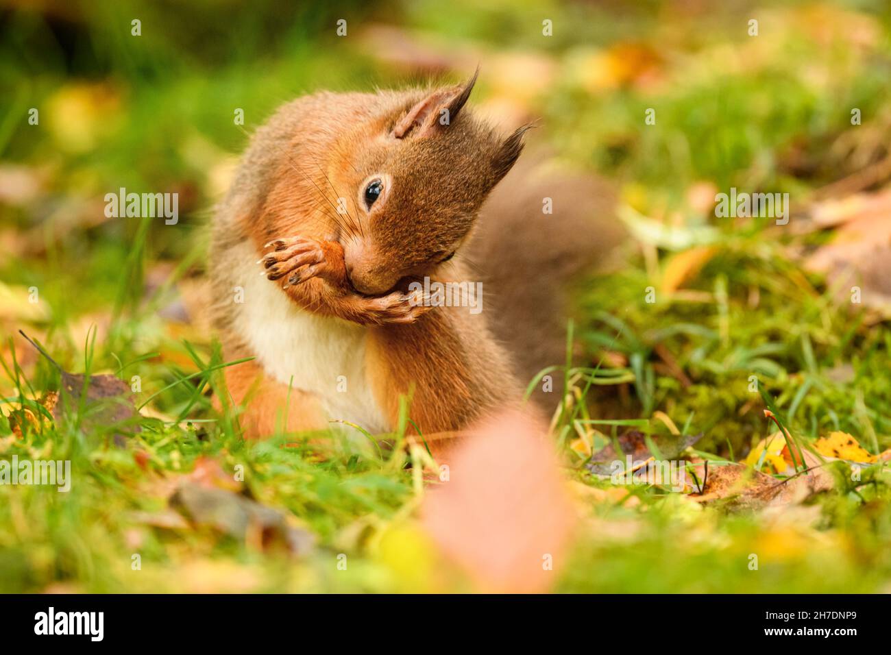 Red squirrel (Sciurus vulgaris) sitting on woodland floor cleaning her paws Stock Photo
