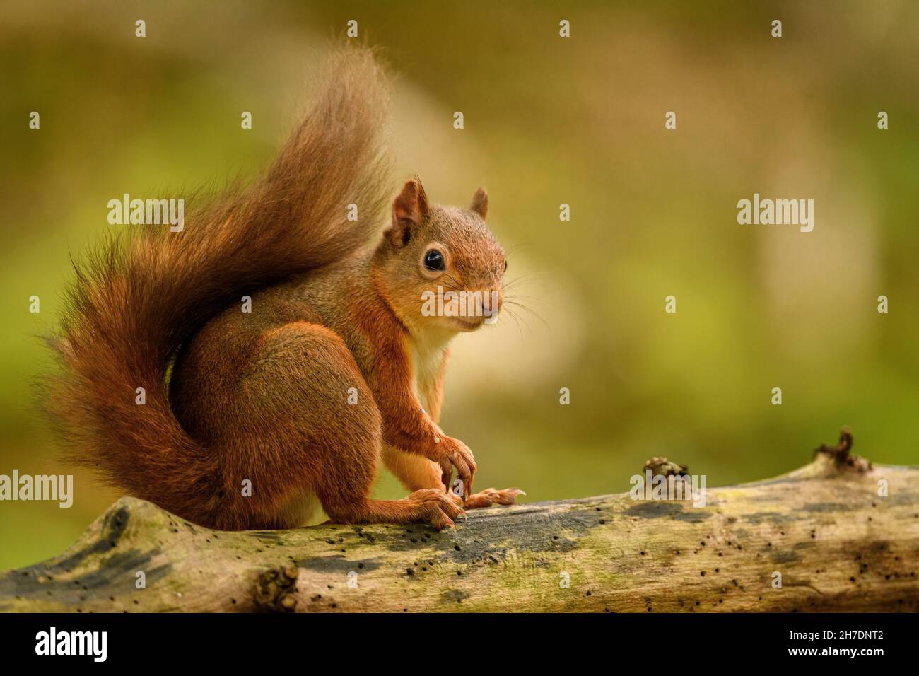 Red squirrel (Sciurus vulgaris) in late summer sitting on tree branch Stock Photo
