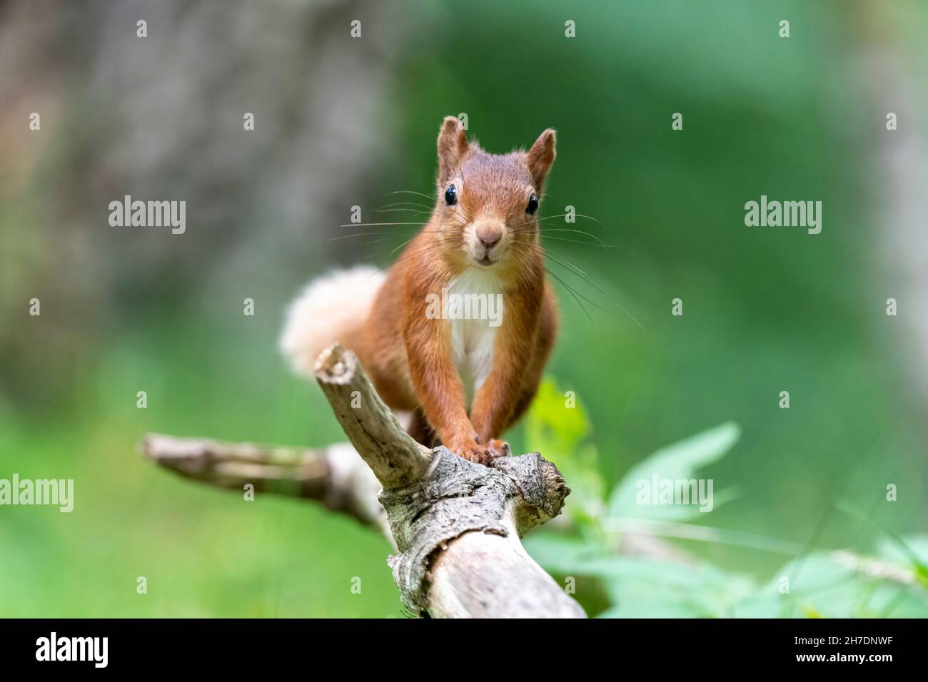 Alert red squirrel (Sciurus vulgaris) in summer facing forwards on fallen branch Stock Photo