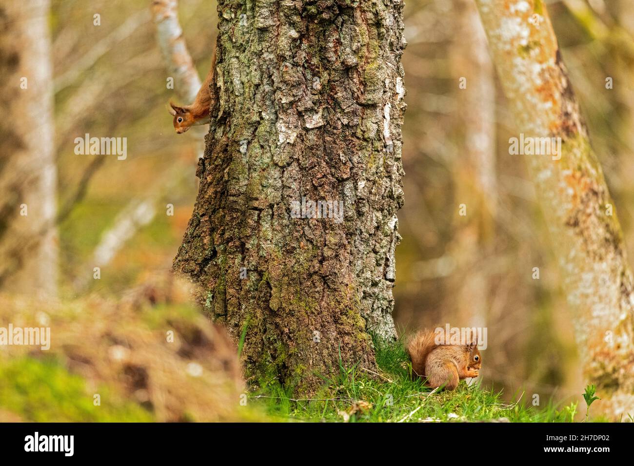 Two red squirrels (Sciurus vulgaris) one watchful on tree trunk the other below feeding on a hazelnut Stock Photo