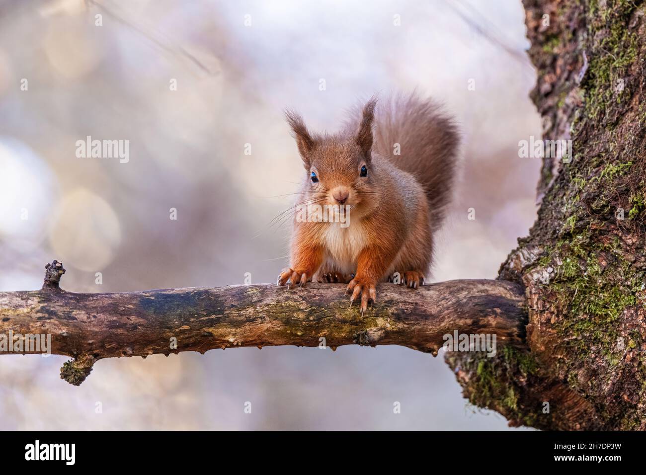 Young red squirrel (Sciurus vulgaris) sitting on branch of tree looking towards camera in deciduous woodland Stock Photo