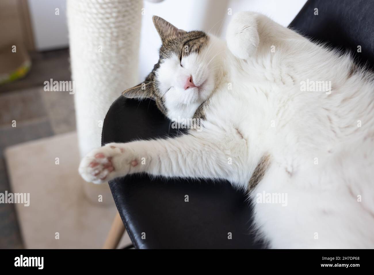 fat cat scratching post