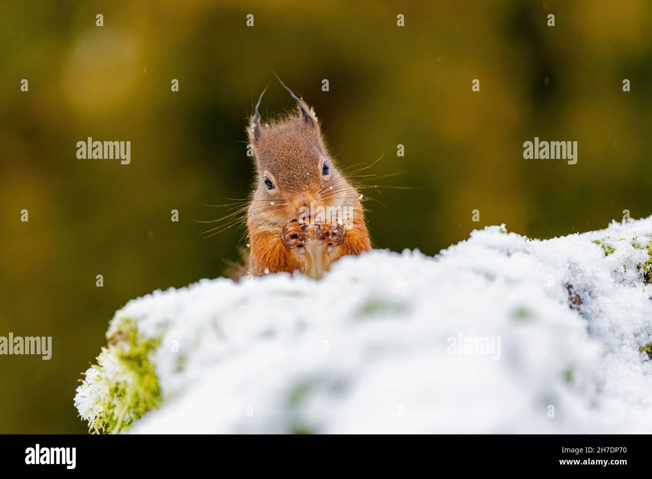 Red squirrel (Sciurus vulgaris) eating a nut behind snowy bank Stock Photo