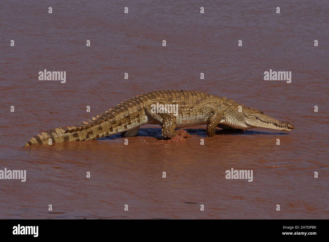 Nilkrokodil, Nile crocodile, Crocodylus niloticus, Buffalo Springs National Reserve, Ewaso Ng'iro, Kenya, east africa Stock Photo